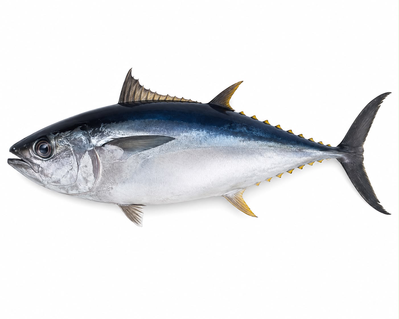 TUNA