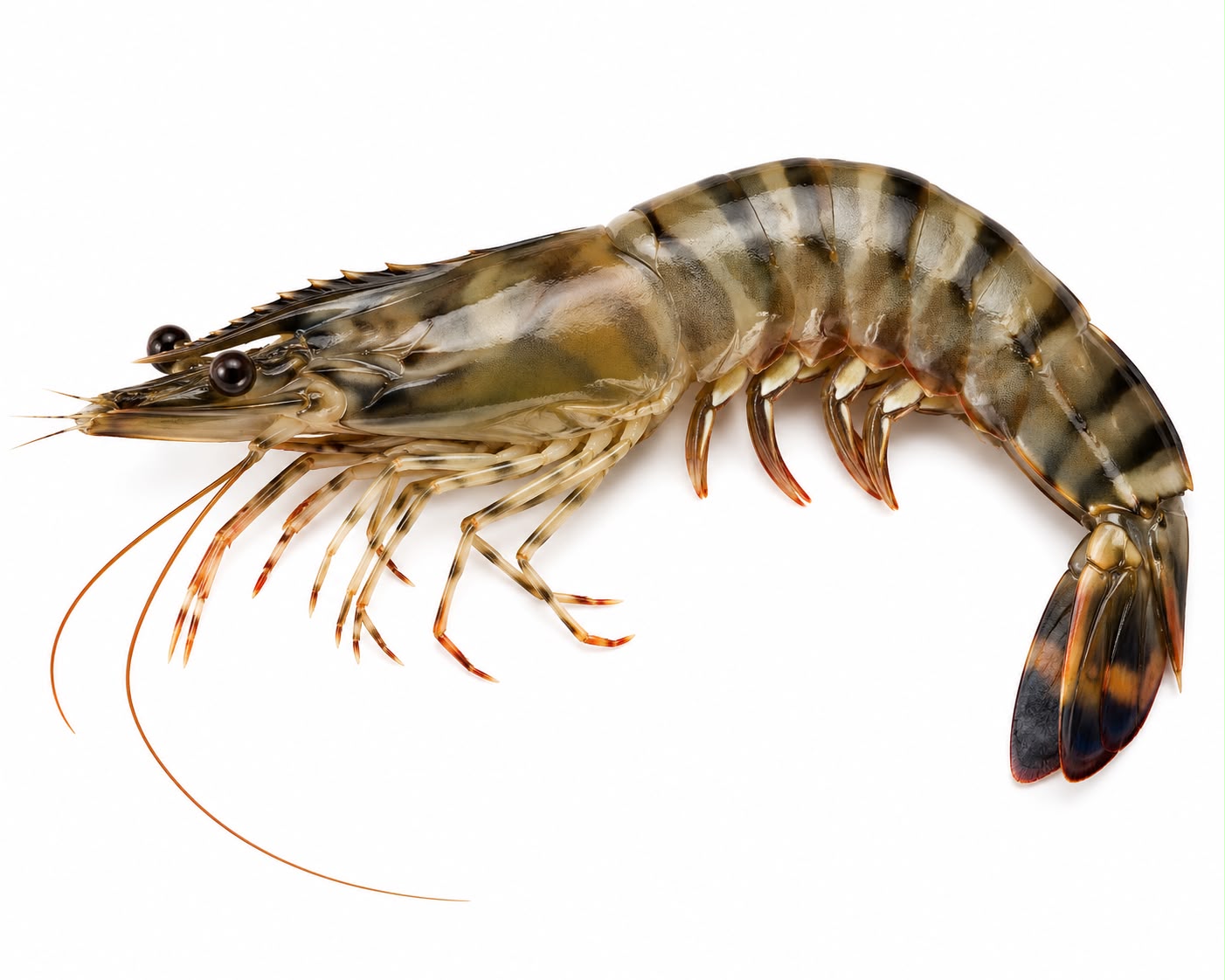 udang_tiger